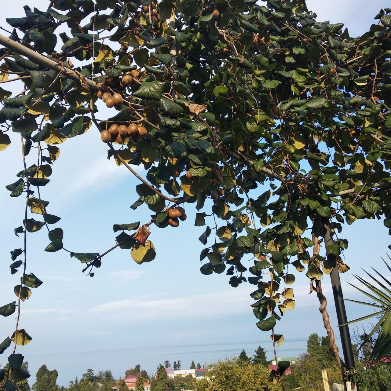 Kemeni Garden Hotel Batumi Luaran gambar